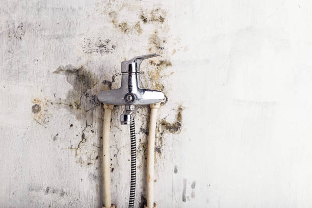 Best Residential Mold Remediation in Chevy Chase View, MD