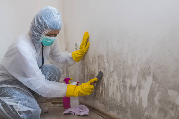 Best Basement Mold Remediation in Chevy Chase View, MD