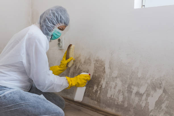 Best Mold Remediation for Specific Building Types in Chevy Chase View, MD