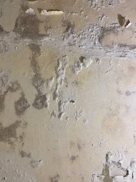 Best Crawl Space Mold Remediation in Chevy Chase View, MD