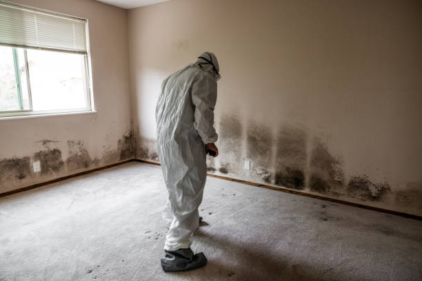 Chevy Chase View, MD Mold Remediation Company