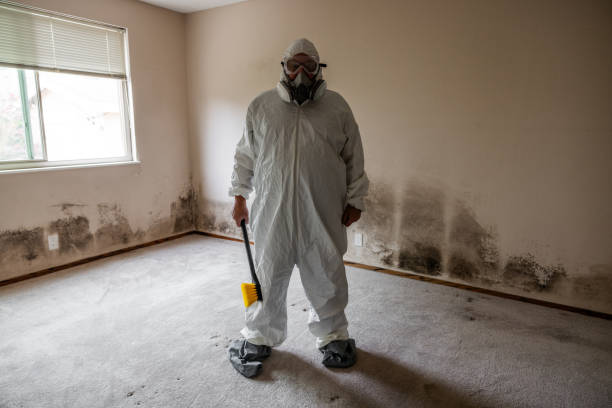 Best Post-Flood Mold Remediation in Chevy Chase View, MD