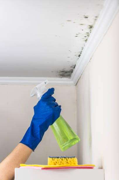 Best Commercial Mold Remediation in Chevy Chase View, MD